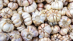 Sarımsağın atığı bile değerli