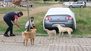 Sokak köpekleri sağlık denetiminden geçti