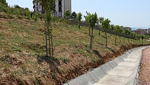 Tatlıkuyu'ya 3 bin ağaç dikildi