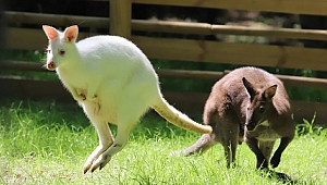 Valabi kanguruları, Ormanya ailesine katıldı
