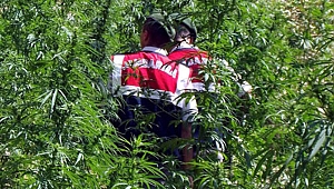 3 bin 725 kök kenevir ele geçirildi