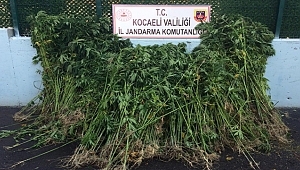 4 bin 175 kök kenevir ele geçirildi
