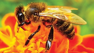 Arı sokmalarını geçirecek doğal yöntemler