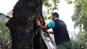 Asırlık ağaçların tedavisi sürüyor