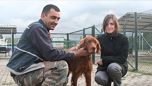 Bin 557 sokak hayvanı sıcak yuvaya kavuştu