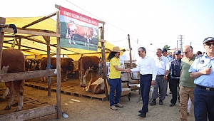 Çiftçi ,kurban satış yerini inceledi