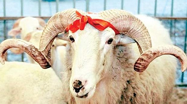 Darıca'da kurban pazar alanı satışları başladı