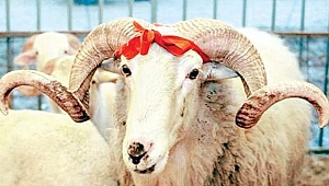 Darıca'da kurban pazar alanı satışları başladı