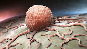 Erken kalkmak kanser riskini azaltır mı?