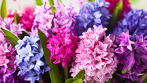 Evde taze çiçek bulundurmanın faydaları