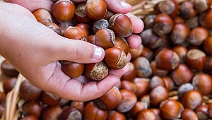 Fındık fiyatı açıklandı!