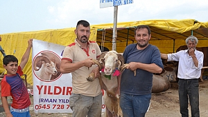 Gebze’nin en pahalı koçu 3 bin TL!