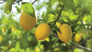 İşte vücutta yağ bırakmayan limon diyeti