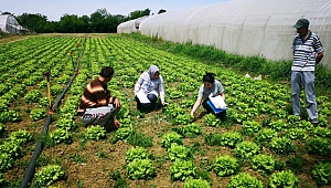 Kocaeli'ndeki çiftçiler çok şanslı