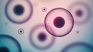 Kök hücre nasıl elde edilir?