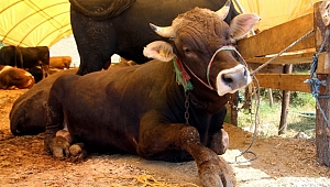 Kurban yerleri için müracaatlar başladı