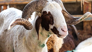 Kurbanlıkların kilogram fiyatı açıklandı