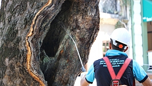 Tarihin tanıkları tedavi ediliyor