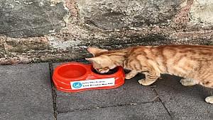 Ülkücü gençlerden duyarlı davranış