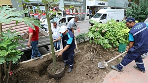 Yürüyüş Yolu’na yeni çınar ağacı