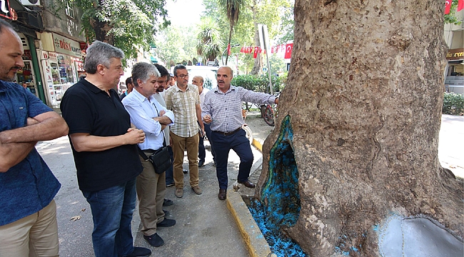 Yürüyüş Yolu'ndaki ağaçları akademisyenler inceledi