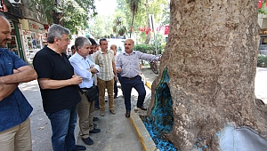 Yürüyüş Yolu'ndaki ağaçları akademisyenler inceledi