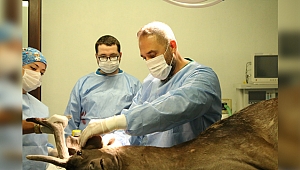 Alageyik, Ormanya’da hayata tutundu