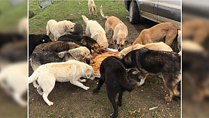 Artan yemekler sokaktaki dostlarımıza!