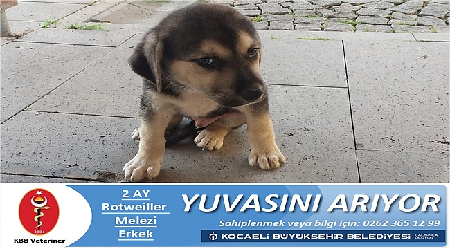 Canlı dostlarımıza yuva arıyorlar