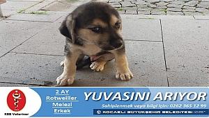 Canlı dostlarımıza yuva arıyorlar
