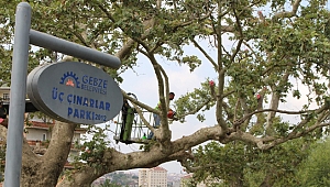 Gebze'deki asırlık çınarlara bakım