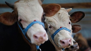 İşte Kurban Bayramı'nda alınan önlemler