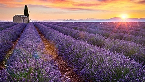 Kıraç arazilerin gözdesi; "Lavanta"