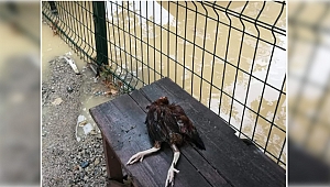 Şebeke arızası tavukları telef etti!