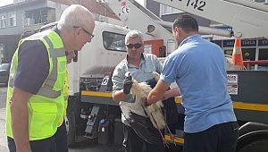 SEDAŞ'tan yaralı leyleğe yardım eli