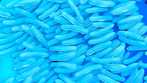 Vücudumuzun en kalabalık canlı sistemi!