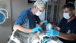 Yaralı kuşlara ilk müdahale Büyükşehir'den
