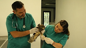 Yavru şahin hayata döndürüldü