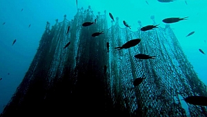 1,5 milyon balık hayata tutundu