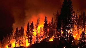 10 günde 8 bin yangın çıktı