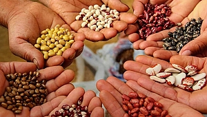 Ata Tohumları'na Kocaeli'nden büyük destek