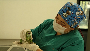 Bahçedeki iguanaya Ormanya çözümü