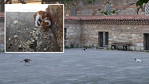 Cemaat kedilerden şikayetçi