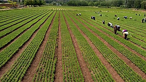Fidan üretiminde büyük artış