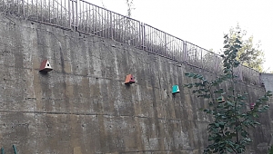 Hem eğitimin hem de kuşların yuvası