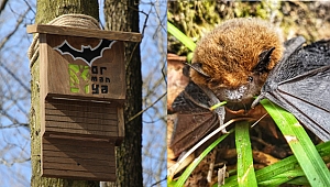 Kış uykusuna ormanya'da yatacaklar