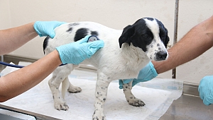 O köpek tedavi altına alındı