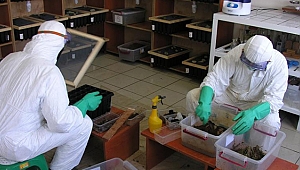 Ormanlar terminatör böceklerine emanet