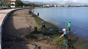 Sahillerden 53 ton yosun toplandı