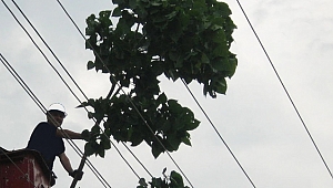 SEDAŞ budama çalışmalarına ağırlık verdi